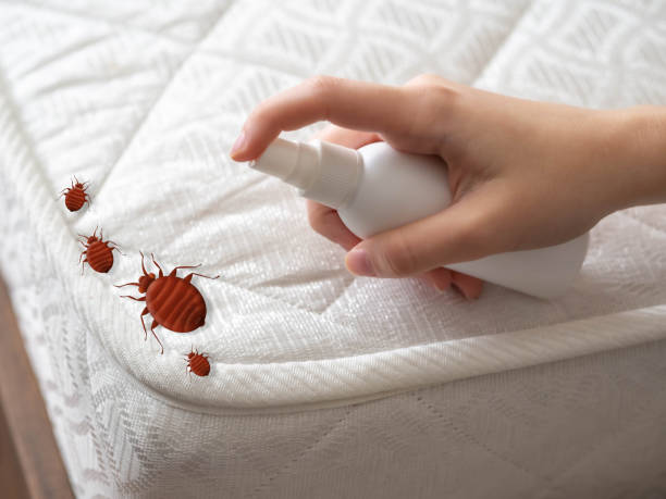Wasp Removal Services in Hanscom Af, MA