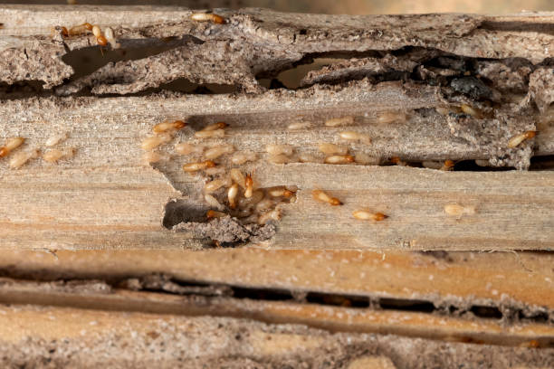 Best Bed Bug Extermination  in Hanscom Af, MA