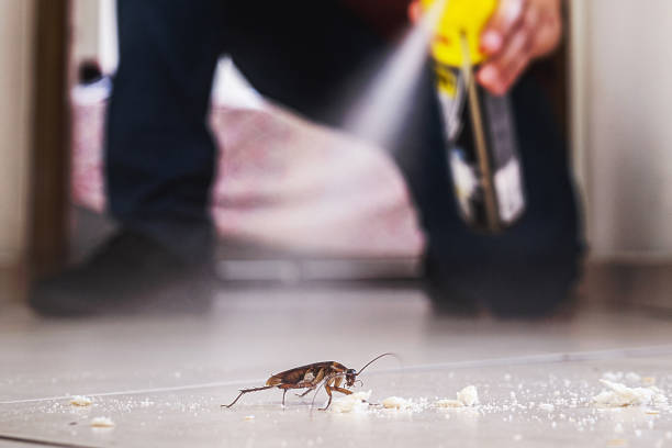 Best Wasp Removal Services  in Hanscom Af, MA